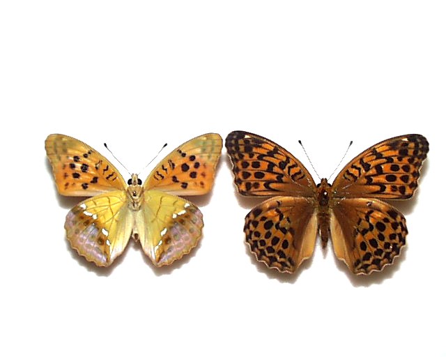 k*3様 オオウラギンヒョウモン等 日本産蝶標本 21種 59頭