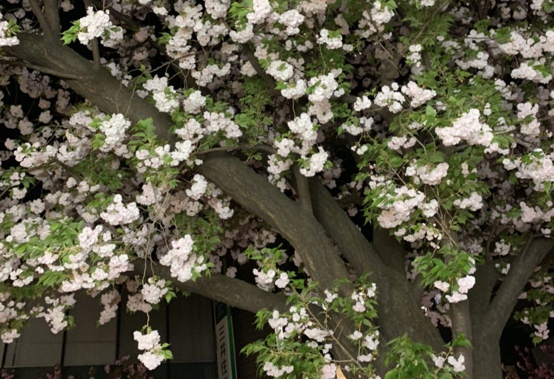 SAPIX6年4月マンスリーでおさえるべきポイント！国語編