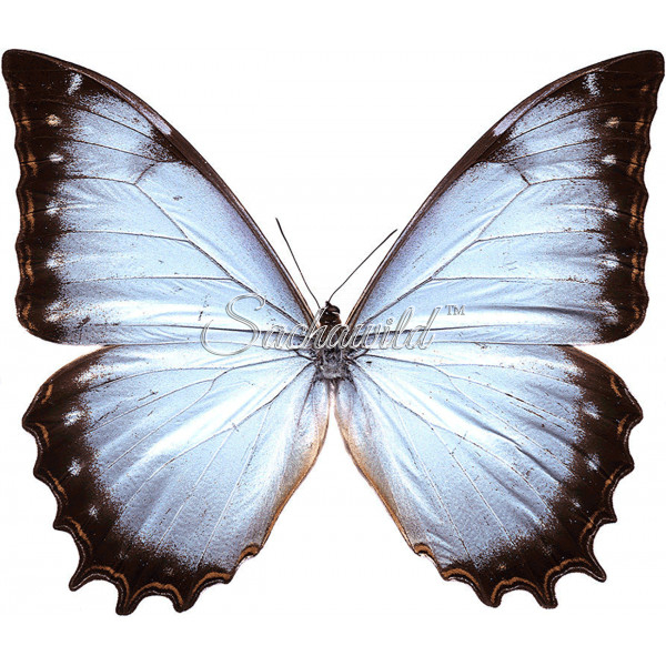 Morpho Theseus Juturna (M)
