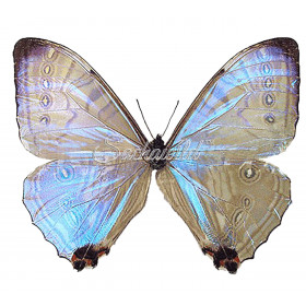 ペルー産の美しい青い蝶モルフォ・ディディウス