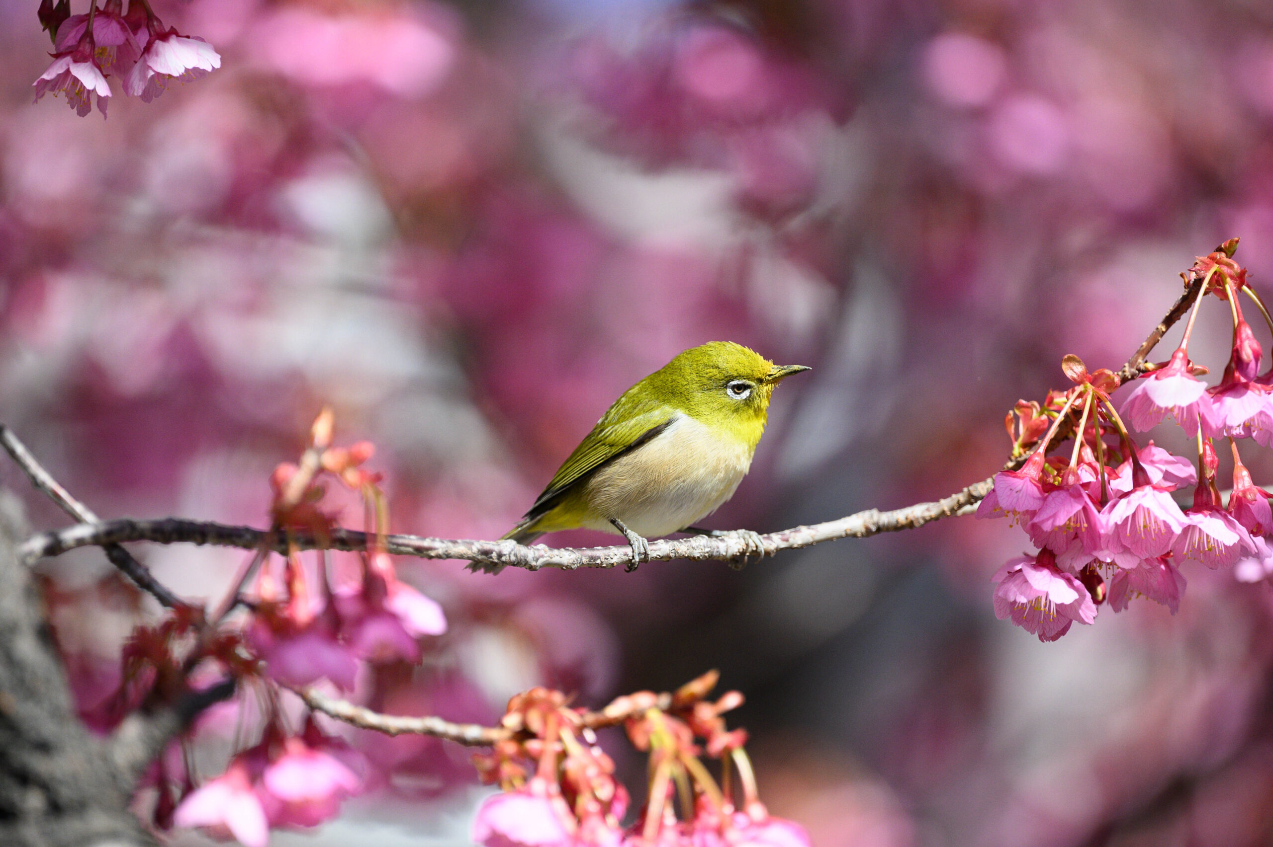 Nikon Z9＋70-200mm】都内でいち早く咲く桜とメジロのコラボ撮影を