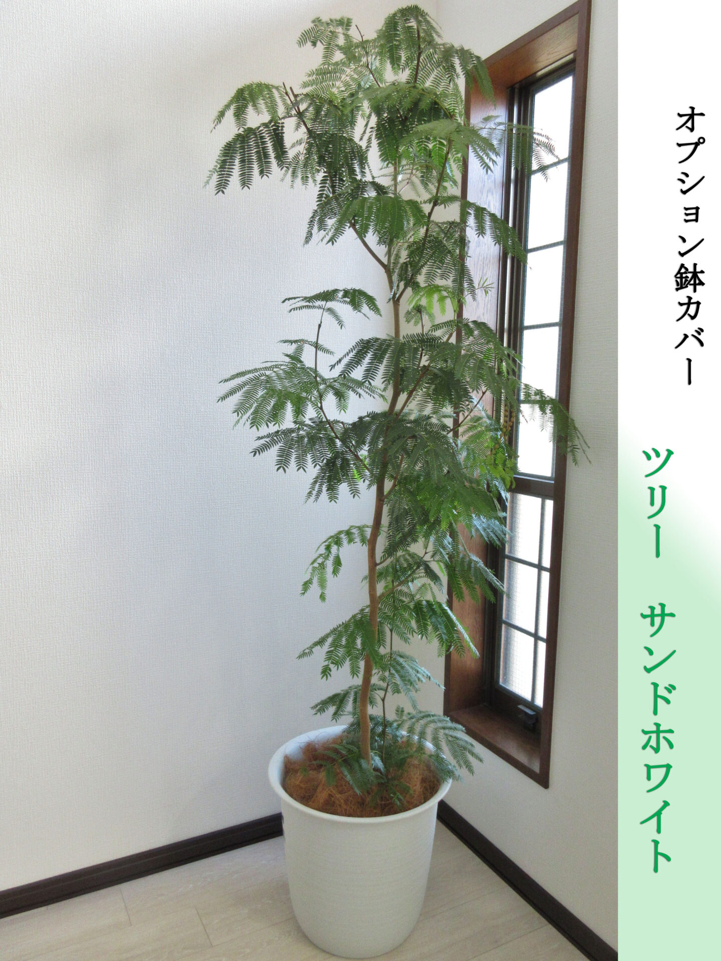 高級鉢カバー付き】大型エバーフレッシュ 観葉植物 引き取り可能