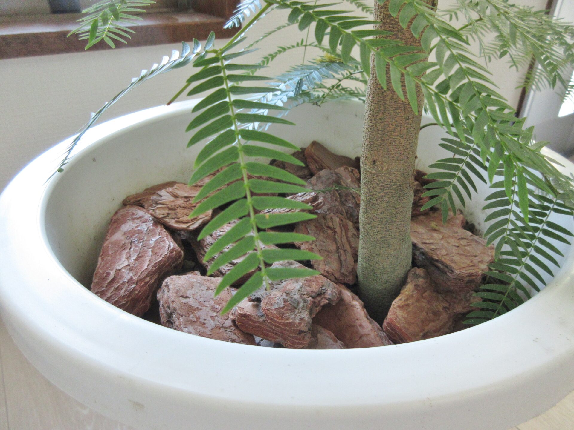 エバーフレッシュ10号鉢（曲がり）XLサイズ 高さ190cm前後 無料設置