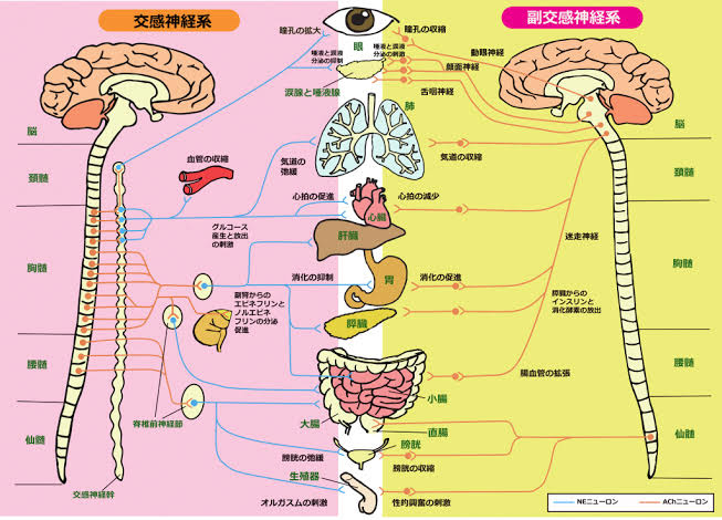 整体・カイロプラクティック・オステオパシー » 奈良市 整体｜さくら