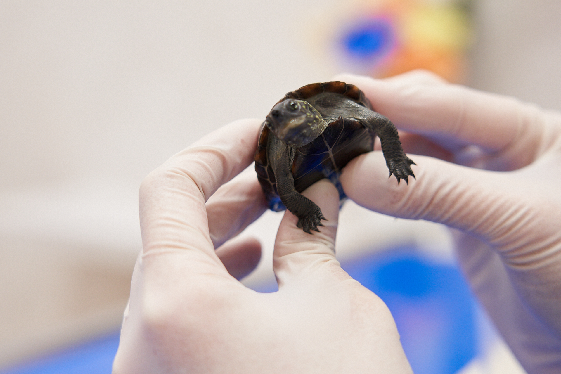 エキゾチック診療科 | 千葉県佐倉市のしらい動物病院