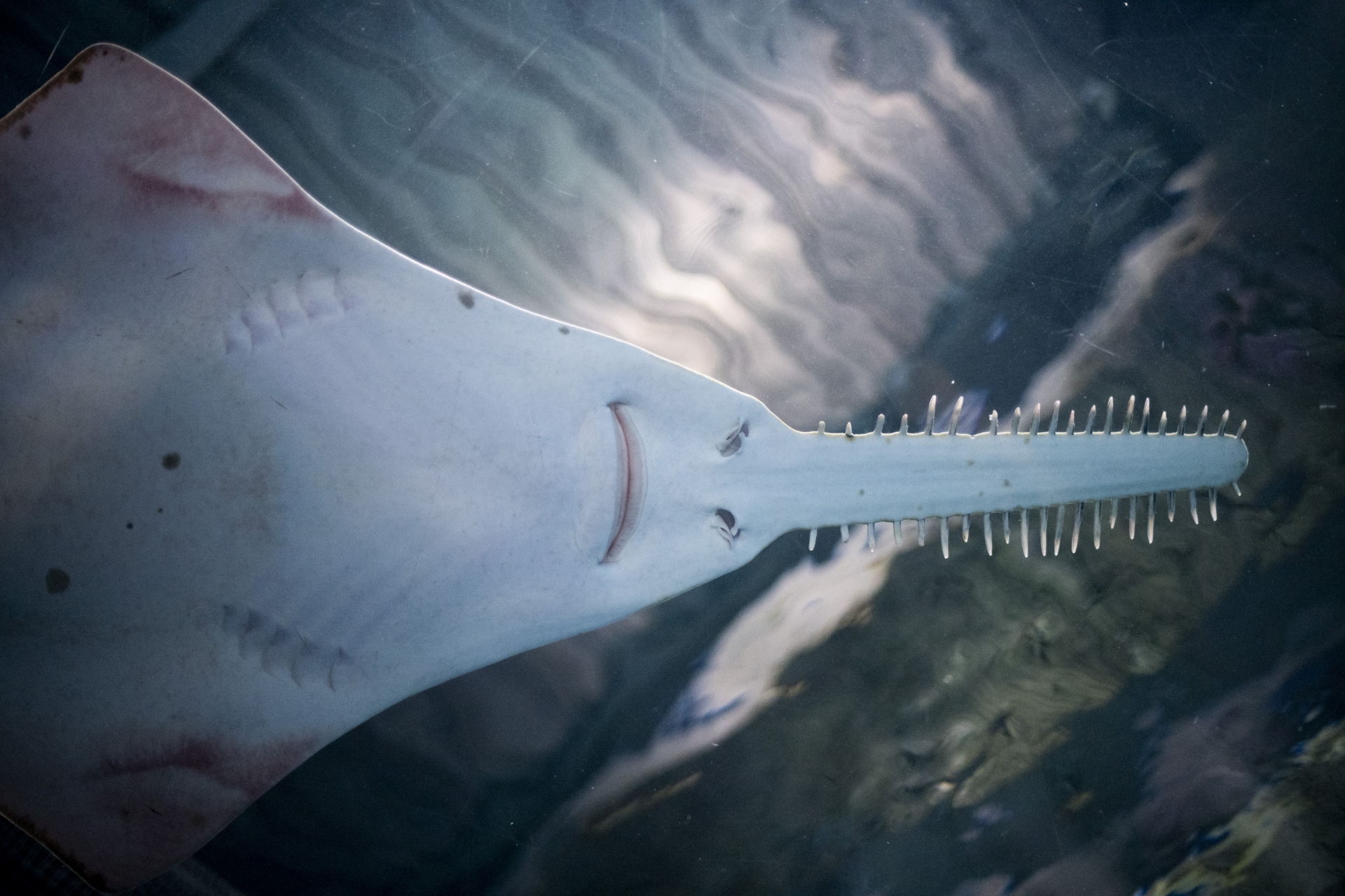 水族館の人気者＜ノコギリエイ＞の謎が解明 実は国内で絶滅していた