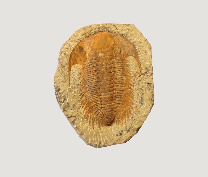 珍しい化石 | 佐川地質館