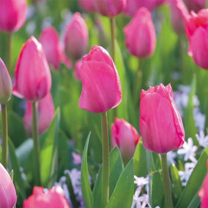 チューリップ mix & match ストロベリー｜種（タネ）,球根,苗,資材