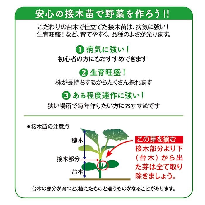 中玉トマト シンディーオレンジ 接木苗｜種（タネ）,球根,苗,資材