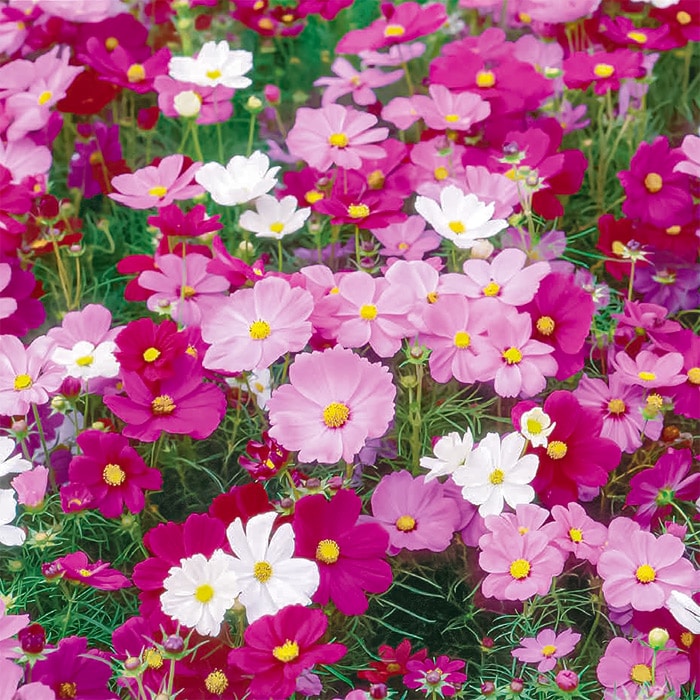 コスモス 秋大輪コスモス オータムビューティーミックス｜種（タネ