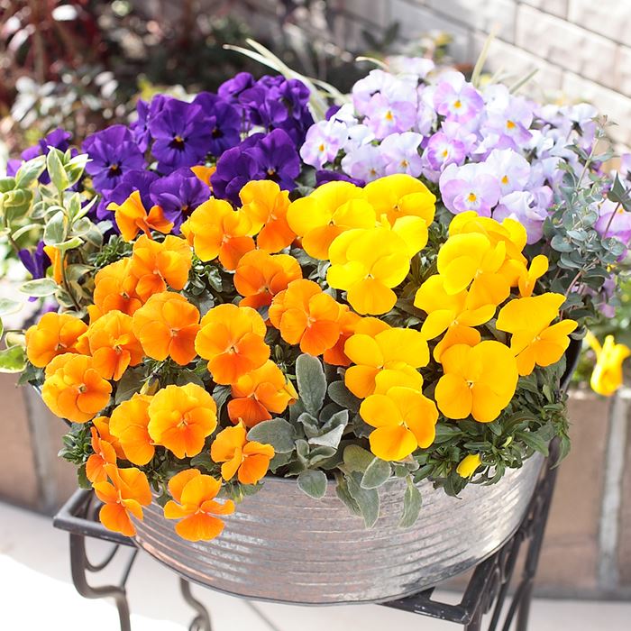 ビオラ ピエナ(R) ミックス｜種（タネ）,球根,苗,資材,ガーデニング