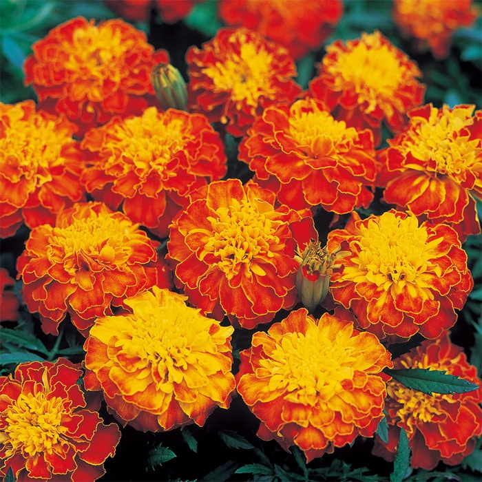 マリーゴールド ボナンザ スプレー｜種（タネ）,球根,苗,資材
