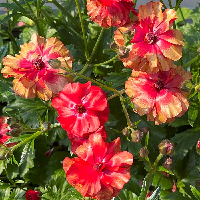 ラナンキュラス ラックス ハデス｜種（タネ）,球根,苗,資材