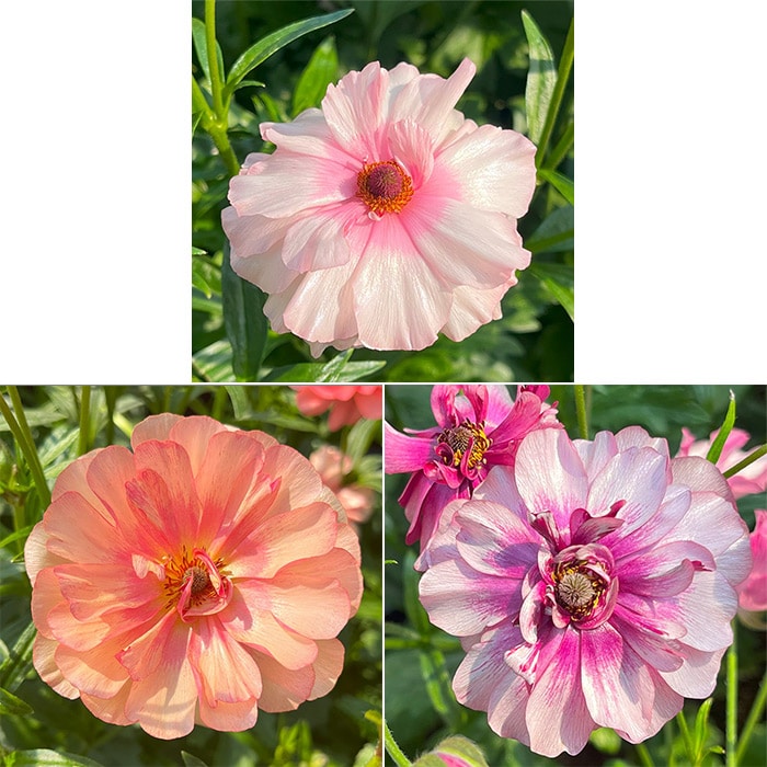 ラナンキュラス ラックス 春色カラー3種セット｜種（タネ）,球根,苗