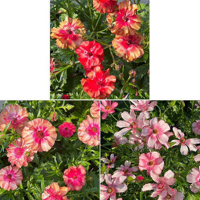 ラナンキュラス ラックス 厳選3種セット｜種（タネ）,球根,苗,資材