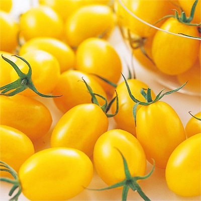 ミニトマト イエローアイコ 自根苗｜種（タネ）,球根,苗,資材