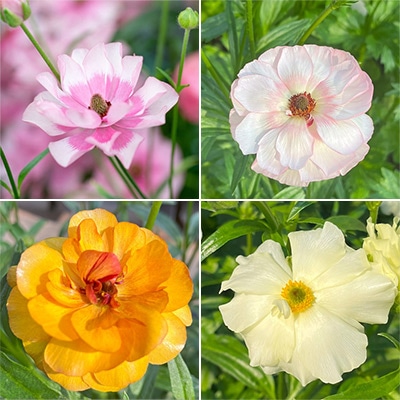 ラナンキュラス ラックス クラシカルセット｜種（タネ）,球根,苗,資材