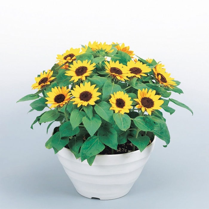 ヒマワリ 小夏｜種（タネ）,球根,苗,資材,ガーデニンググッズの通販は