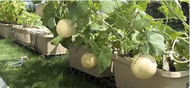 おうちでネットメロン ころたん(R)｜種（タネ）,球根,苗,資材