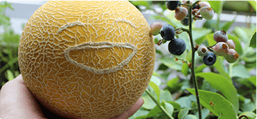 おうちでネットメロン ころたん(R)｜種（タネ）,球根,苗,資材