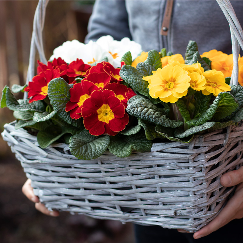 Danova - Sakata Ornamentals