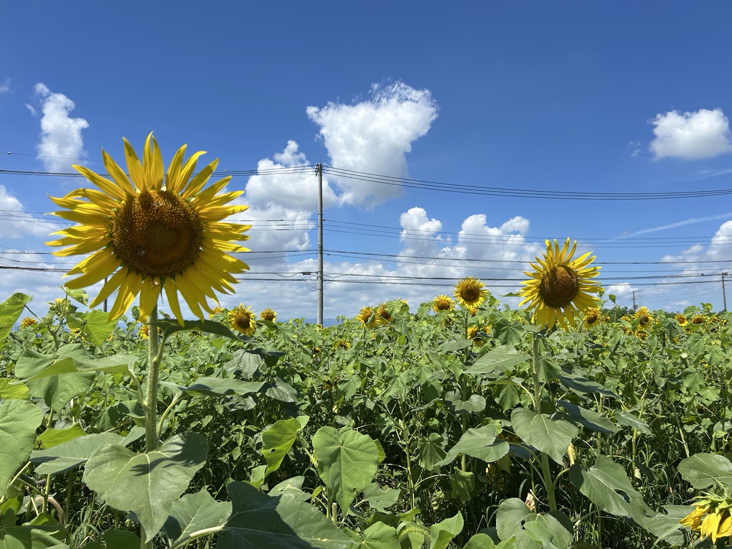 川島町】今が見頃！？ひまわりがきれいに咲いています♪｜埼玉マガジン