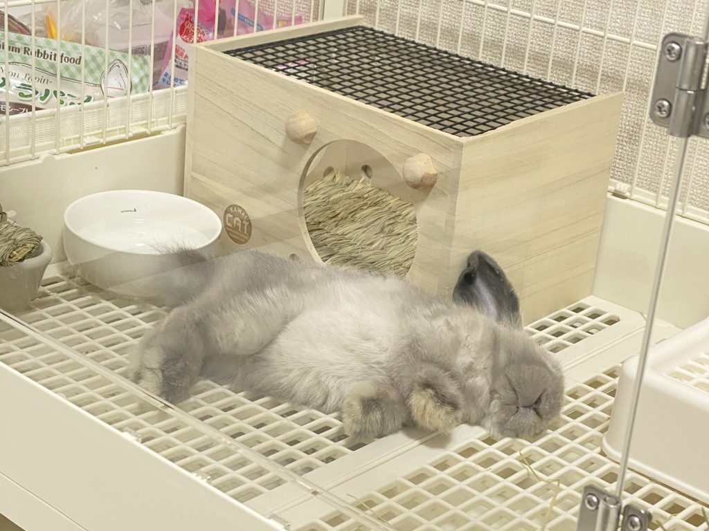 GEX クリアフロント80 レビュー。うさぎさんのケージならこれ！ - さと