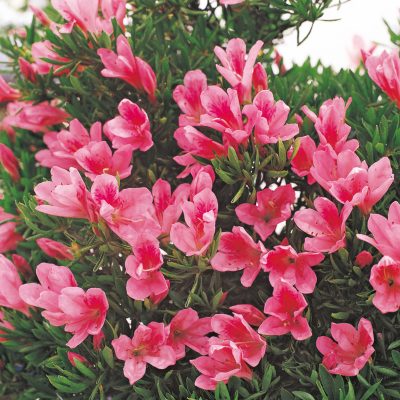 さつき花辞典：雪中の松 ｜ さつき盆栽春夏秋冬