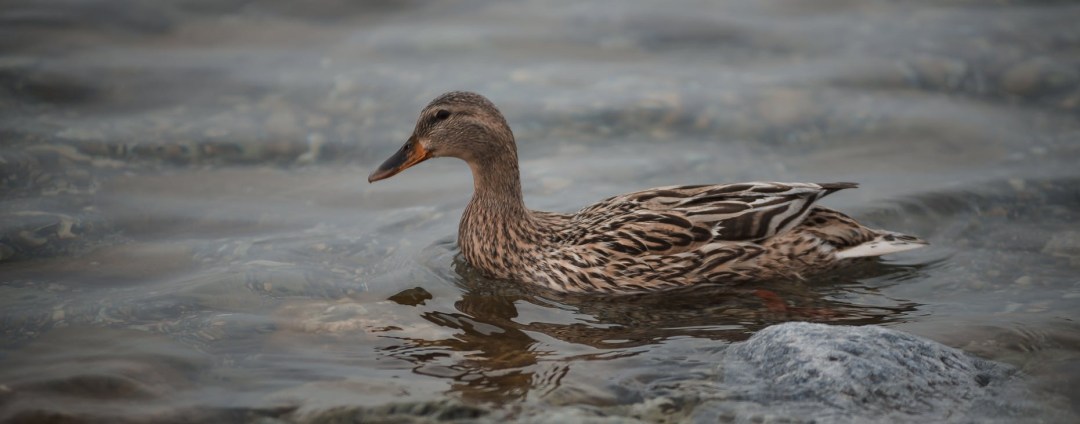 Wind Turbines – Birds and Bats – Save The Huron Mountains