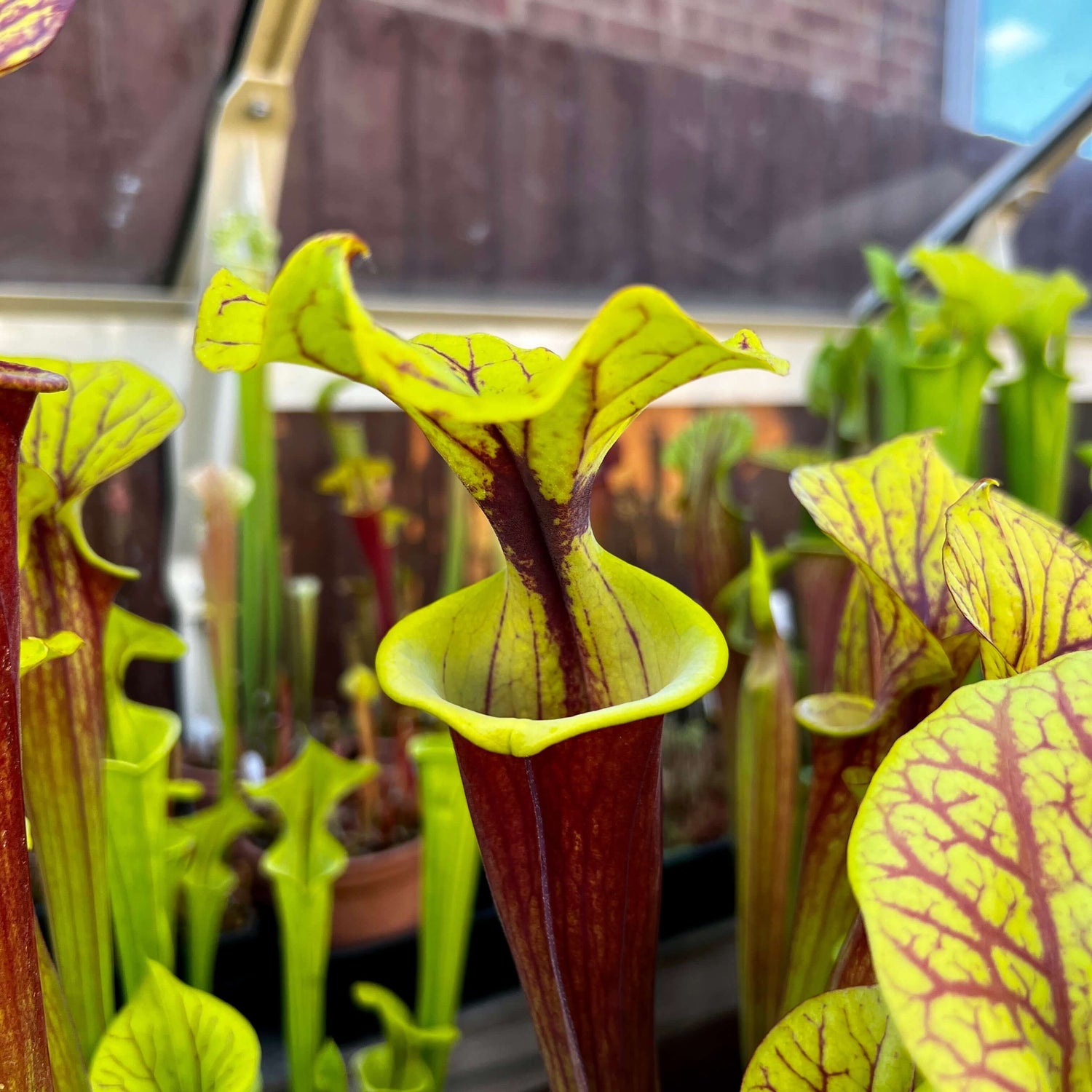 Sarracenia flava var. rubricorpora (Apalachicola NF, FL)