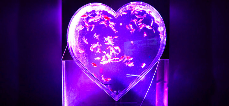 大きなハート型の水槽に珍しい金魚が優雅に泳ぐ！東京ソラマチ