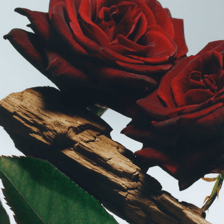 Velvet Rose & Oud Body Crème | Jo Malone London