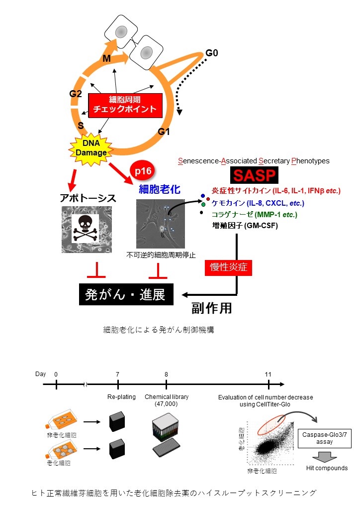 細胞老化の制御による健康寿命の延伸 (Extending healthy life