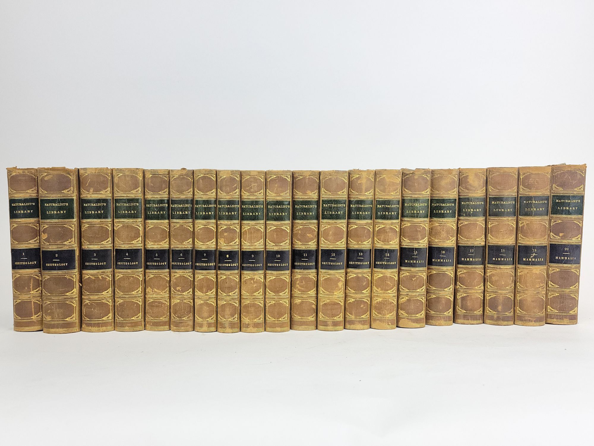 ウィリアム・ホーム・リザーズNaturalist Library Lizars William-Home