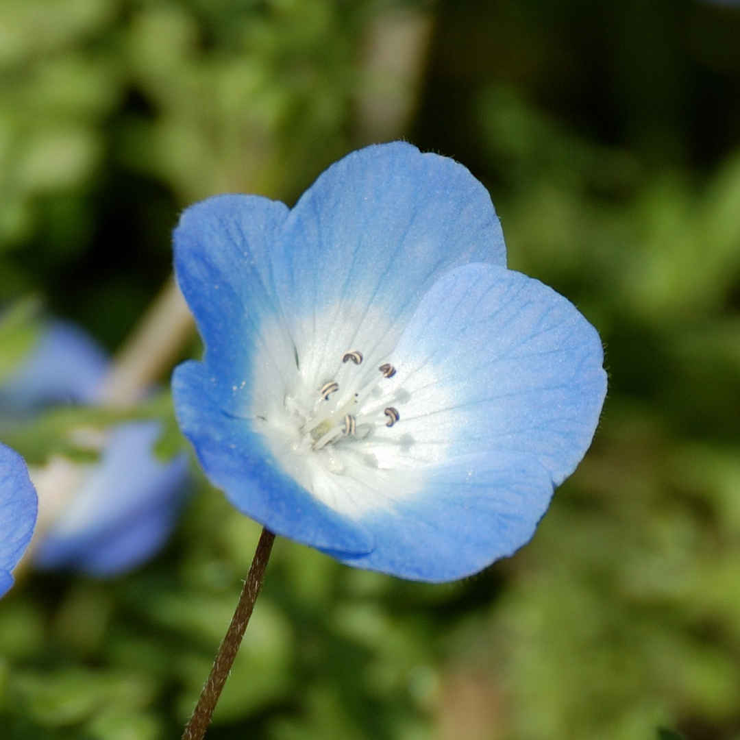 ベイビーブルーアイズ(ベビーブルーアイズ) | フラワーエッセンス