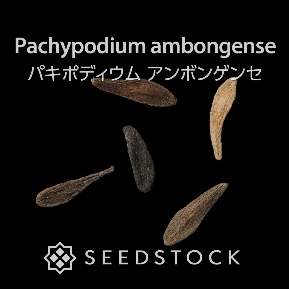 種子] パキポディウム アンボンゲンセ Pachypodium ambongense | 塊根