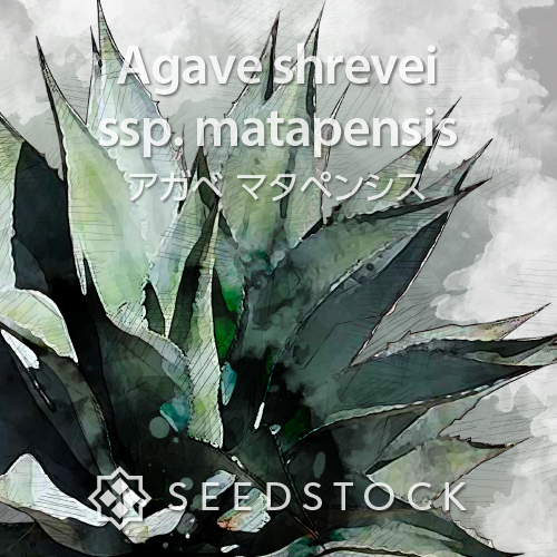 シュリベイマタペンシス 実生選抜株 極白肌・美株 楽天市場】アガベ