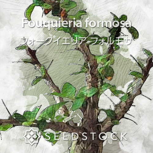 種子] フォークイエリア フォルモサ Fouquieria formosa | 塊根植物