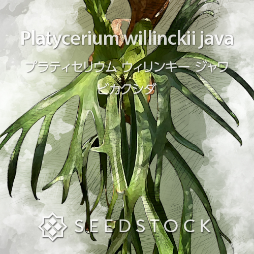 種子/胞子] ビカクシダ ウィリンキー ジャワ Platycerium willinckii