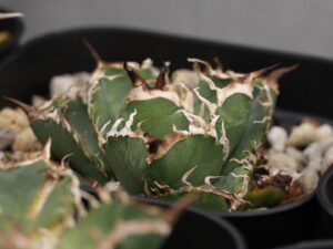 アガベ・オテロイの選抜とは - セドリックプランツ [アガベ オテロイの