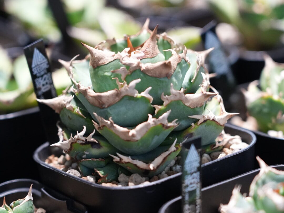 アガベ・オテロイの子株（脇芽・天芽）とは？特徴と育成方法