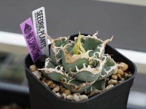 アガベ・オテロイの実生とは - セドリックプランツ [アガベ オテロイの