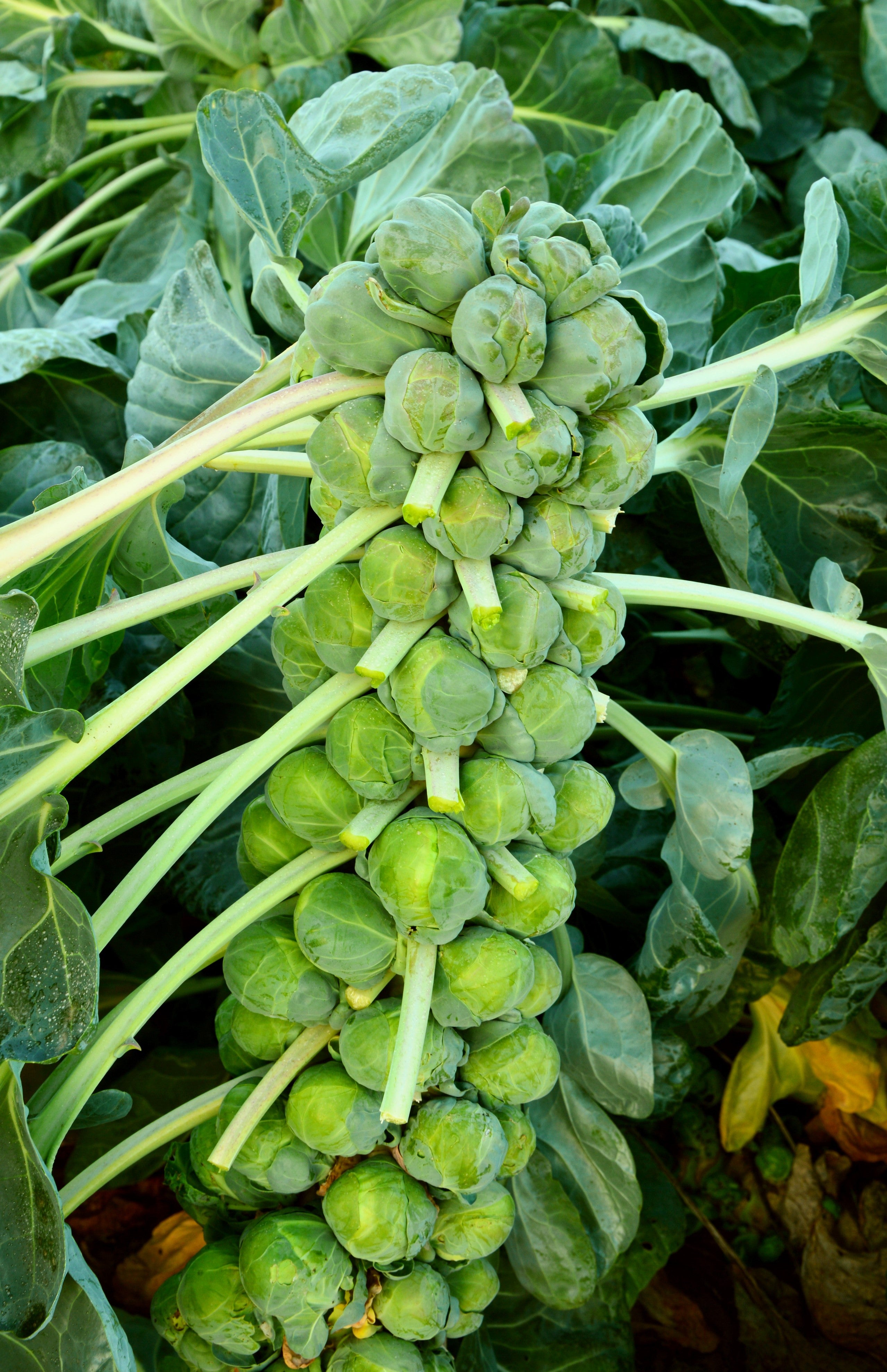 1000 Long Island IMPROVED BRUSSEL SPROUTS Brassica Oleracea