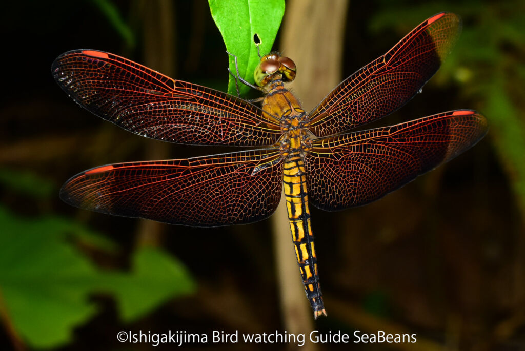 お休み中のアカスジベッコウトンボ雌とオオシオカラトンボ雄。
