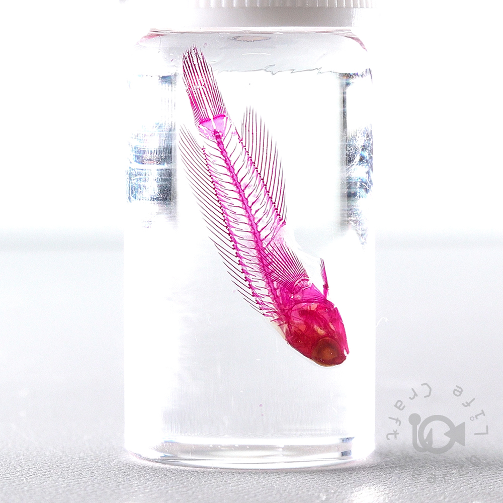 透明標本作製キット - 海水魚・小型水槽・人工ライブロック通販