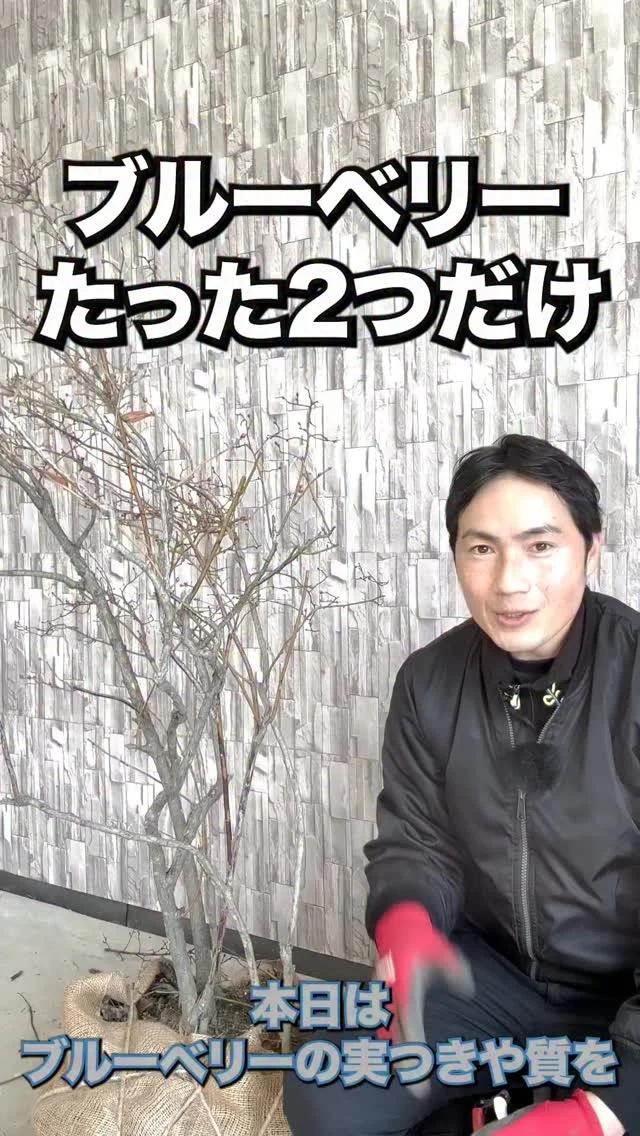 フェイジョア | 関戸園芸