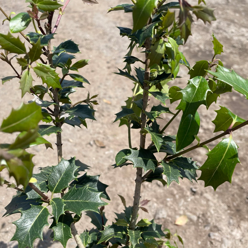 高品質 オニヒイラギ 鬼柊 根巻きorポットタイプ 1ポット 樹高80cm前後