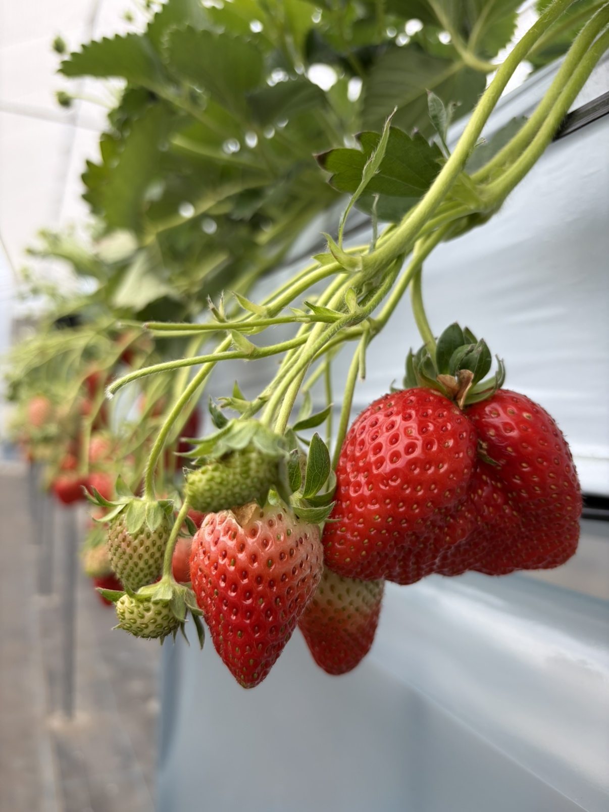 🍓いちごdeいちえ 島本町