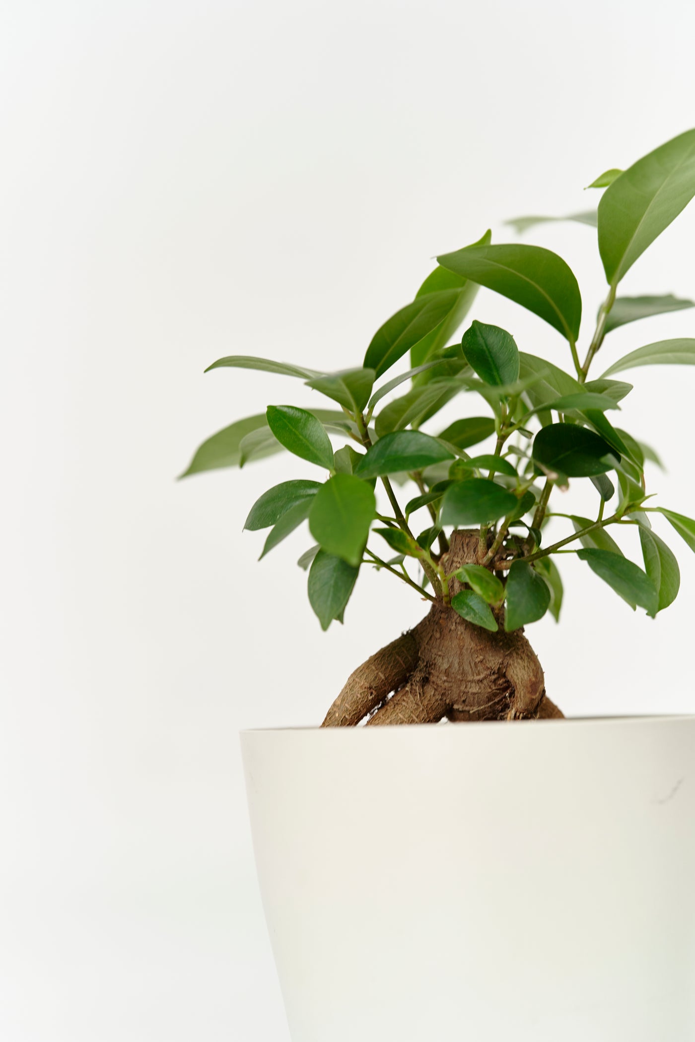 ガジュマルS – 西和造園