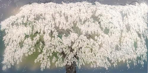 上賀茂神社の御所桜 | ｜正光画廊